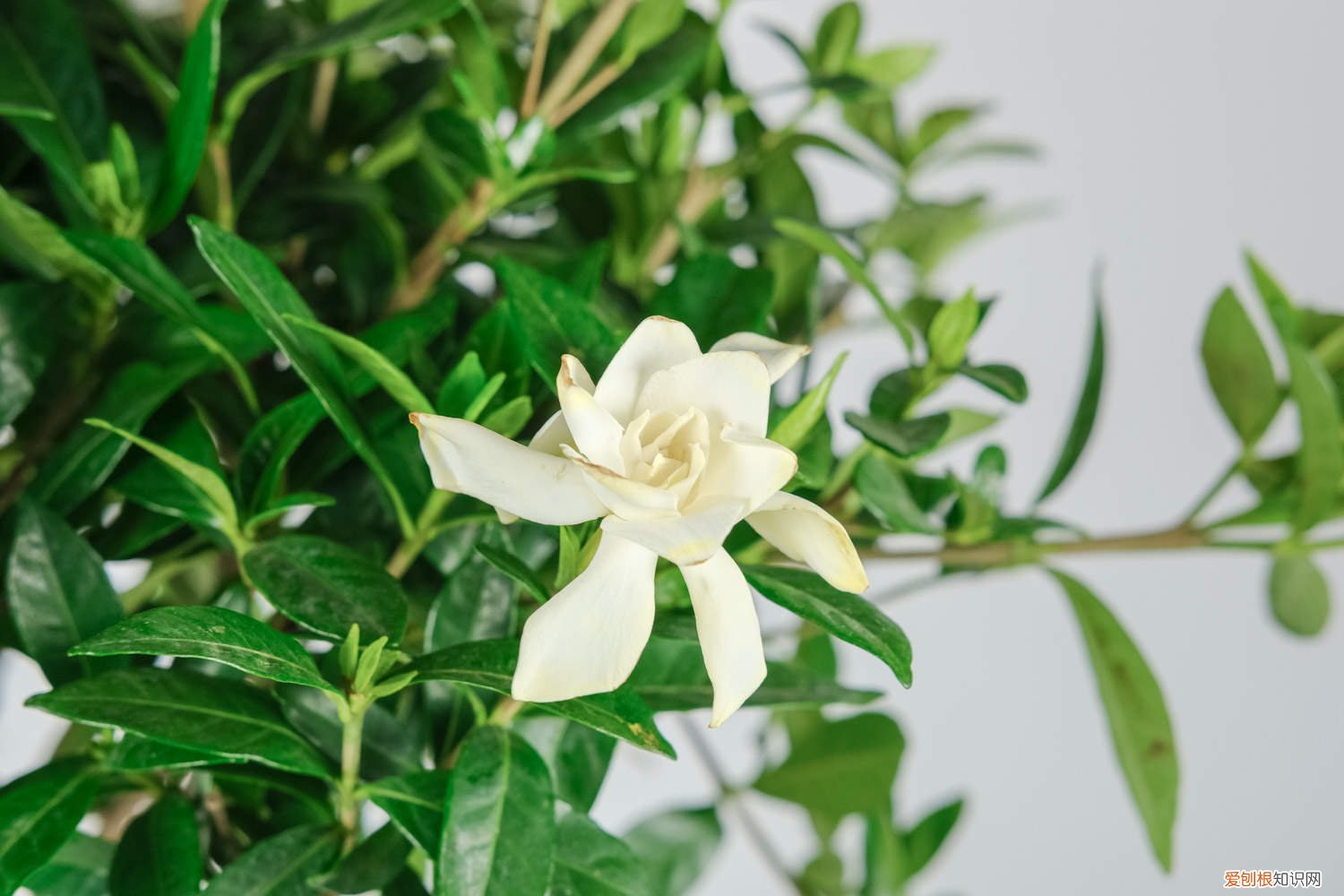 栀子花浇水过多会死吗 栀子花浇水太多会死吗，栀子花平时怎么浇水