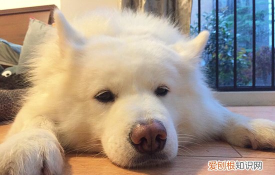 狗狗发烧吃什么药最有效 狗狗发烧