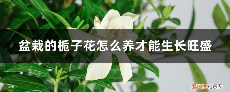 盆栽的栀子花怎么养才能生长旺盛,需要修剪吗图片 盆栽的栀子花怎么养才能生长旺盛，需要修剪吗