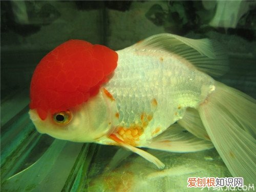 鹅头红怎么养鹅头红饲养的注意事项