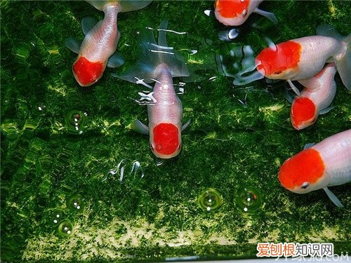 鹅头红怎么养鹅头红饲养的注意事项