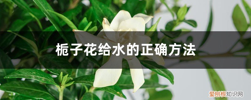 栀子花能用啤酒浇花吗 栀子花给水的正确方法，栀子花可以浇啤酒吗