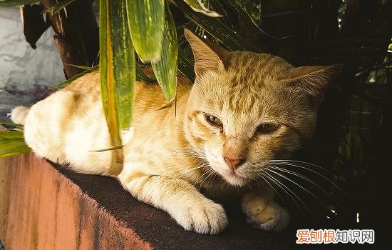 猫离开主人会不会绝食 主人不在猫绝食