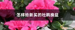 杜鹃花啥时候换盆怎样换 怎样给新买的杜鹃换盆，换盆最好在几月