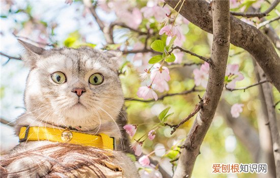猫猫能不能快递 猫不可以快递