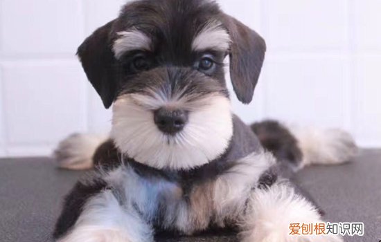 狗狗吃葡萄干了怎么办 狗狗吃葡萄干