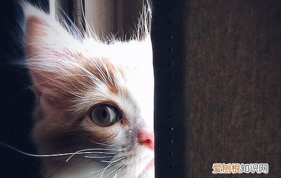 猫吃米饭能消化吗 猫可以消化米饭吗,猫可以吃米饭吗,猫吃米饭有什么影响