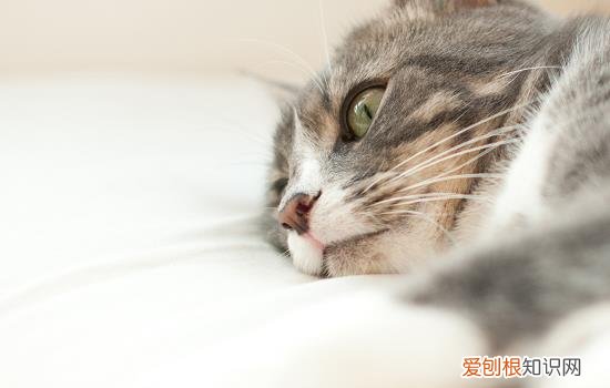 猫绝食几天又开始吃 猫绝食几天又吃东西了