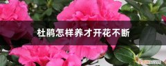 杜鹃开完花叶子干枯 杜鹃怎样养才开花不断，叶子干枯怎样缓解