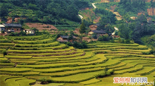 紫阳富硒茶的功效与作用 补硒找它不用愁