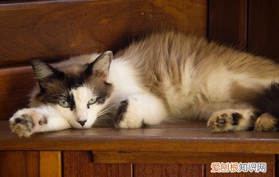 猫咪绝食几天会死 猫咪绝食多久会去世