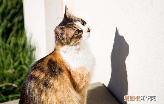 猫能吃鱼皮不? 猫可以消化鱼鳞吗,猫能吃鱼鳞吗,猫吃鱼鳞会有什么影响