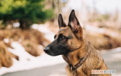 狗狗眼睛红用人的眼药水能用吗? 狗狗眼睛红可以用人的眼药水吗