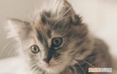猫能不能吸收淀粉 猫可以消化淀粉吗,猫可以消化淀粉类食物吗,猫可以不可以消化淀粉