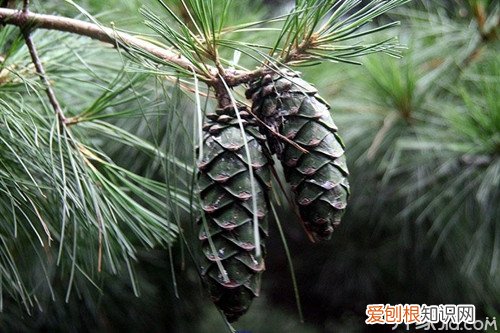 松果有什么作用与营养成分 松籽的作用与功效