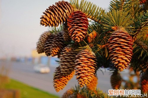 松果有什么作用与营养成分 松籽的作用与功效