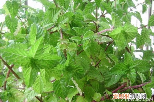 仙草的功效与作用仙草的栽培技术
