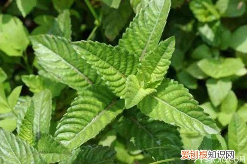仙草的功效与作用仙草的栽培技术