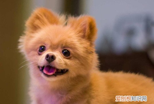 博美眼睛泪痕严重可以把眼睛的毛剪掉吗 博美眼睛有泪痕