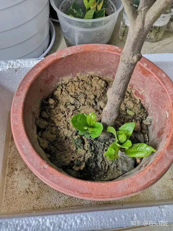 花盆里板结的土壤怎样改良肥料，养花土壤板结？石头教你3个“要绝”，2月后“松软”像发糕