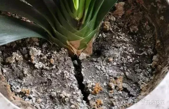 花盆里板结的土壤怎样改良肥料，养花土壤板结？石头教你3个“要绝”，2月后“松软”像发糕