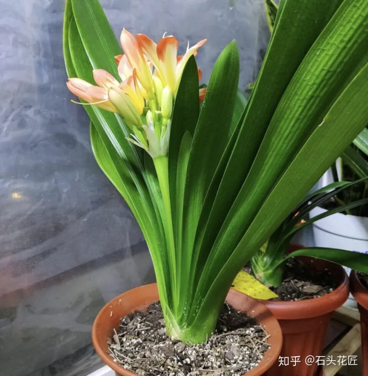 花盆里板结的土壤怎样改良肥料，养花土壤板结？石头教你3个“要绝”，2月后“松软”像发糕