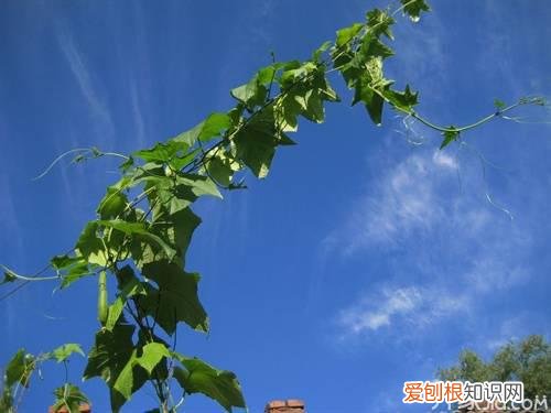 丝瓜藤的功效与作用 丝瓜藤的毒性
