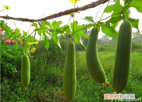 丝瓜藤的功效与作用 丝瓜藤的毒性