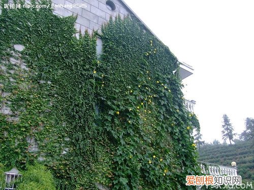 丝瓜藤的功效与作用 丝瓜藤的毒性