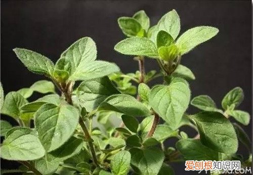 披萨草是什么披萨草的功效、禁忌