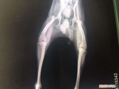 小狗髌骨脱位是什么症状呢 小狗髌骨脱位是什么症状