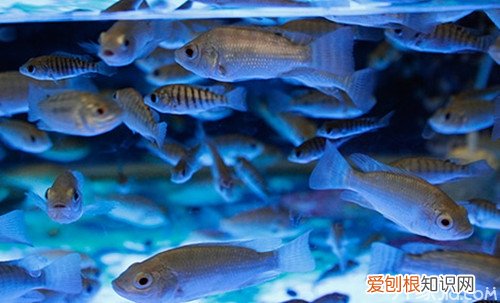 亲亲鱼怎么养 亲亲鱼的主要用途 亲亲鱼足疗