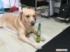 狗狗喝花露水有事吗 花露水对狗狗有危害吗