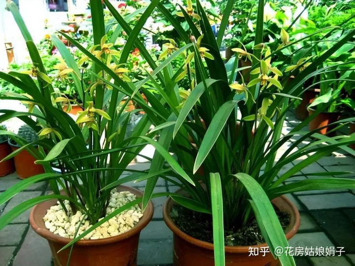 什么水浇花土不板结，无论用什么水浇花，时间长了盆土都会板结，要从5点学会“改良”