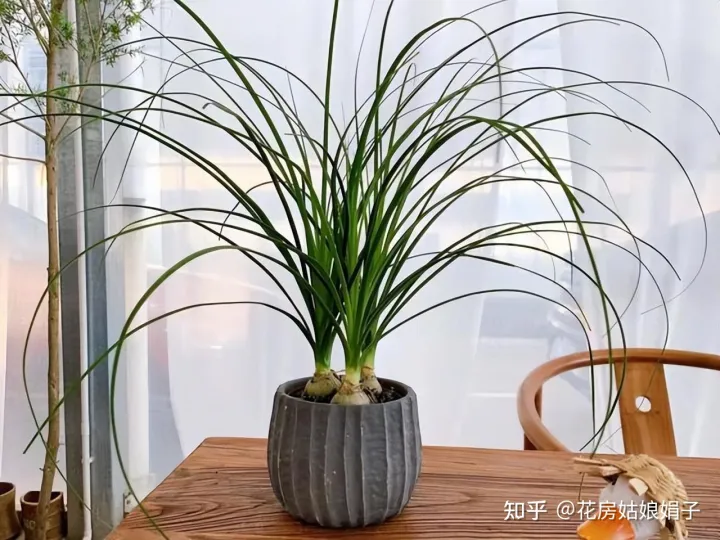 什么水浇花土不板结，无论用什么水浇花，时间长了盆土都会板结，要从5点学会“改良”