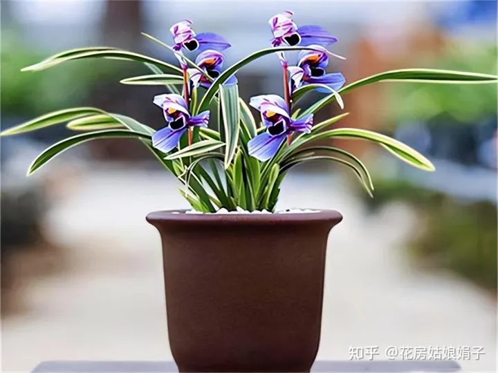 什么水浇花土不板结，无论用什么水浇花，时间长了盆土都会板结，要从5点学会“改良”