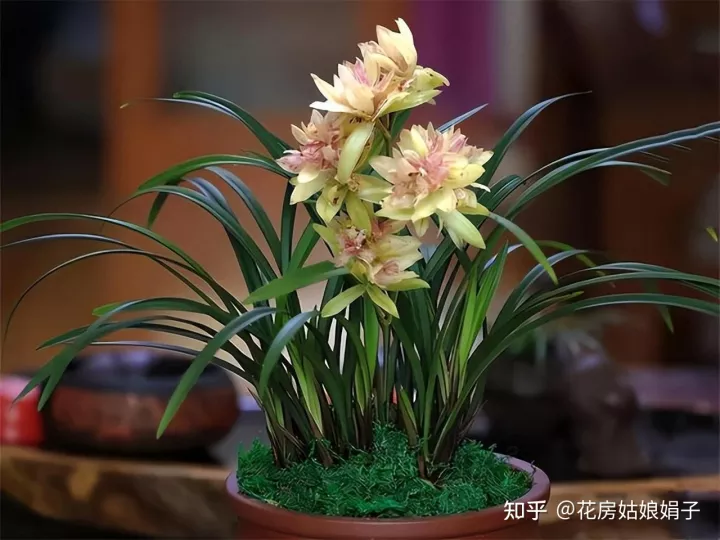 什么水浇花土不板结，无论用什么水浇花，时间长了盆土都会板结，要从5点学会“改良”