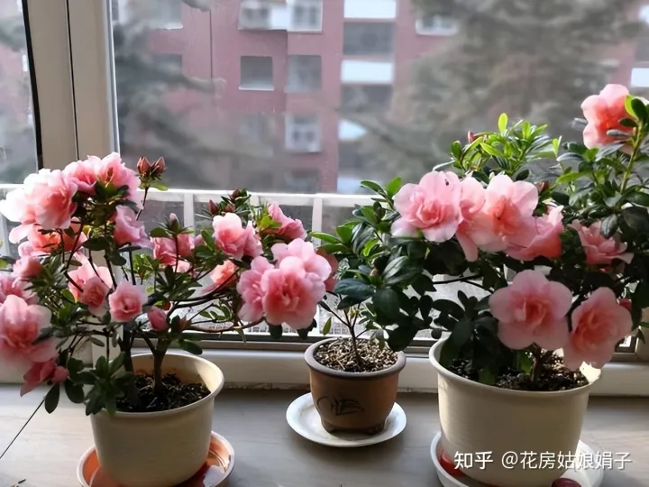 什么水浇花土不板结，无论用什么水浇花，时间长了盆土都会板结，要从5点学会“改良”