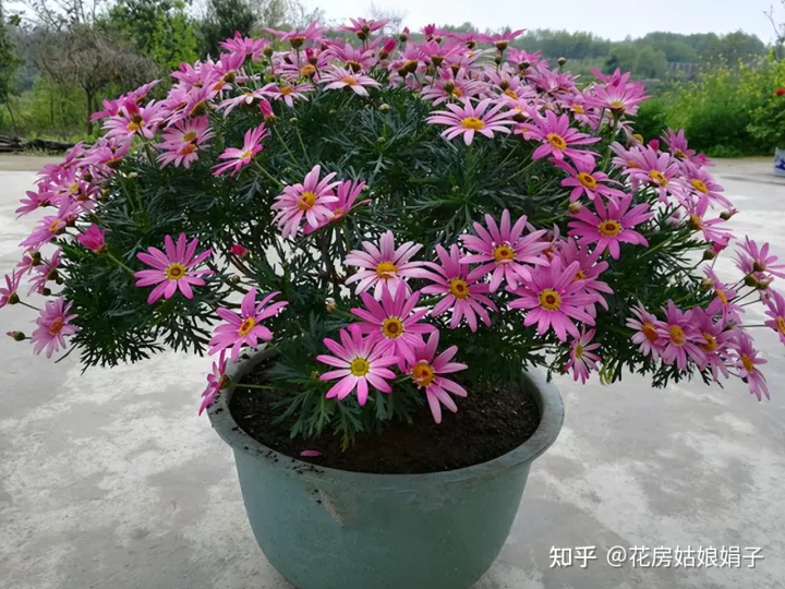 什么水浇花土不板结，无论用什么水浇花，时间长了盆土都会板结，要从5点学会“改良”