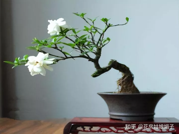 什么水浇花土不板结，无论用什么水浇花，时间长了盆土都会板结，要从5点学会“改良”