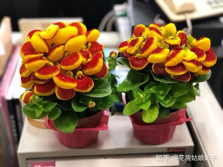 什么水浇花土不板结，无论用什么水浇花，时间长了盆土都会板结，要从5点学会“改良”