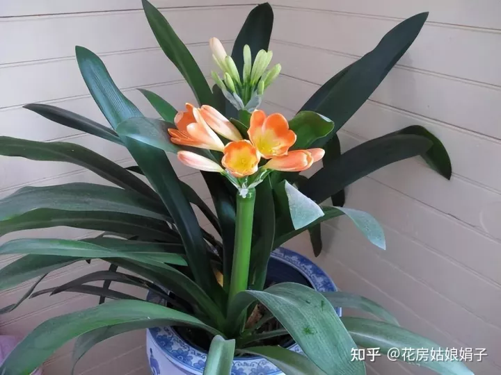 什么水浇花土不板结，无论用什么水浇花，时间长了盆土都会板结，要从5点学会“改良”