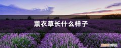 薰衣草的外形像什么 薰衣草长什么样子，薰衣草的介绍和特点
