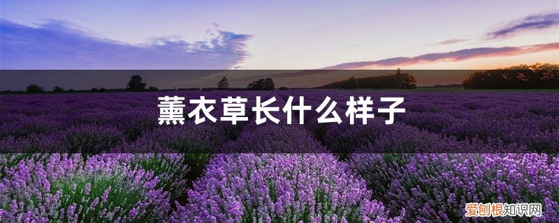 薰衣草的外形像什么 薰衣草长什么样子，薰衣草的介绍和特点