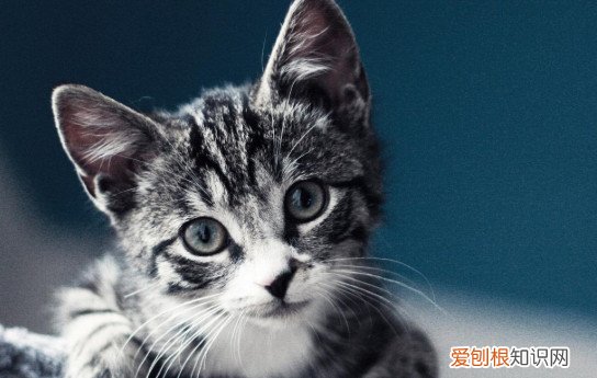 虎斑猫性格凶 虎斑猫性格