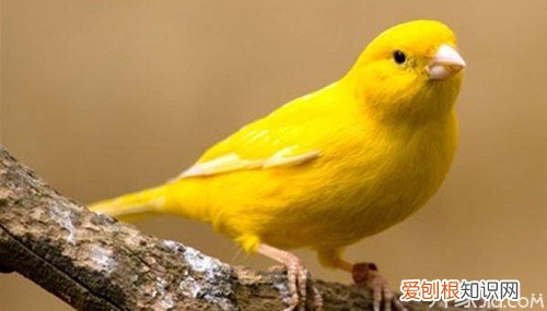 金丝雀雌雄鉴别金丝雀外形特征