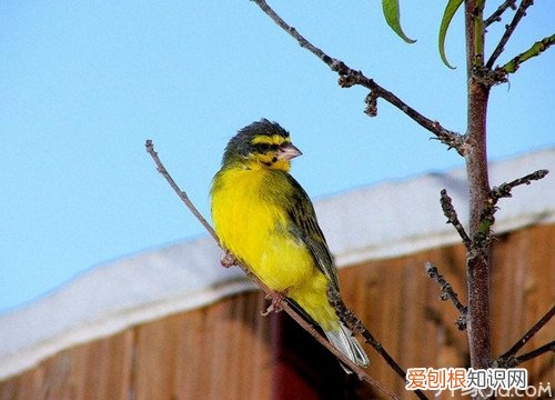 金丝雀雌雄鉴别金丝雀外形特征
