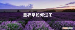 薰衣草冬天怎么养护 薰衣草如何过冬，薰衣草冬天怎么养