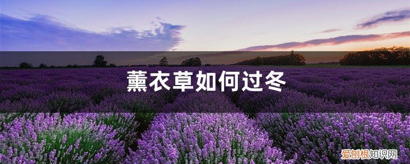 薰衣草冬天怎么养护 薰衣草如何过冬，薰衣草冬天怎么养