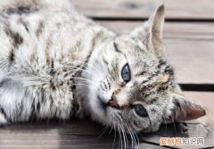 虎斑猫认主吗 虎斑猫认主